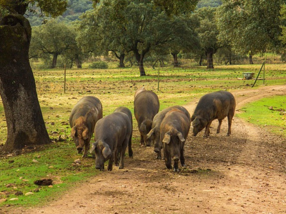 Ayudas para Jóvenes Agricultores y Ganaderos