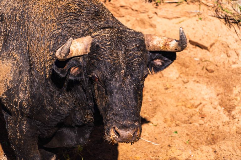Corrida de toros
